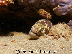  chain moray at crash boat dive site in Aguadilla,Puerto ... by Victor J. Lasanta 